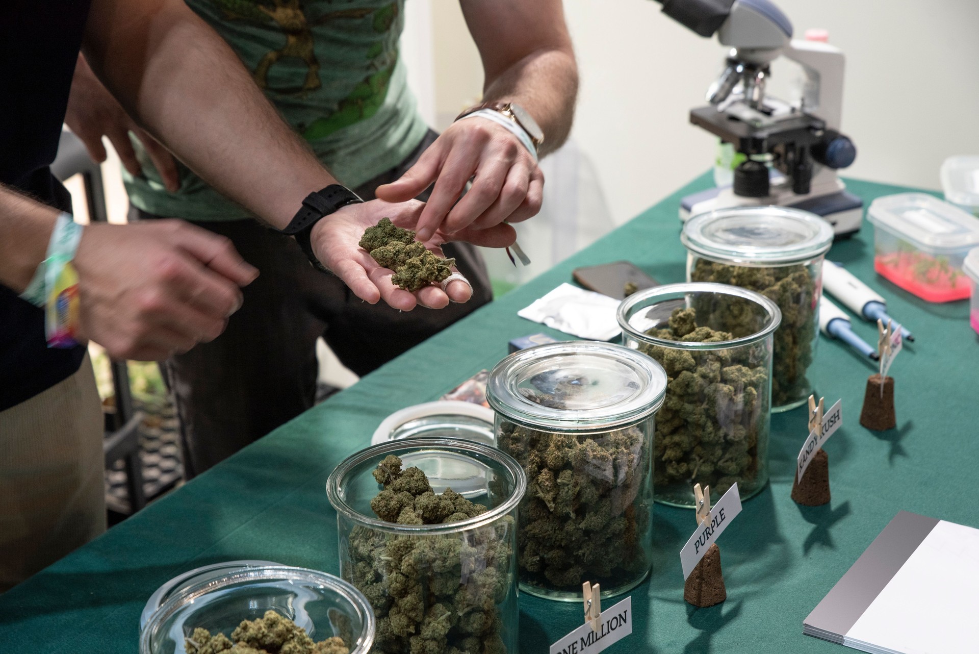 Jars full of dried cannabis flowering tops. Best quality selection.